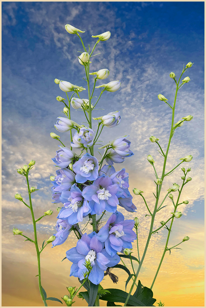 Delphinium 